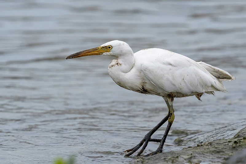Waterbirds affected by the oil spill